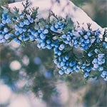 Juniper berries on a snowy tree