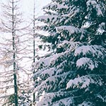 A forest of snow covered evergreen trees