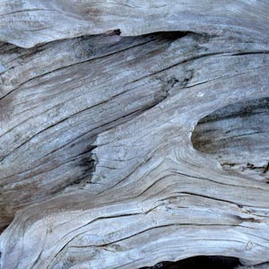 Driftwood texture