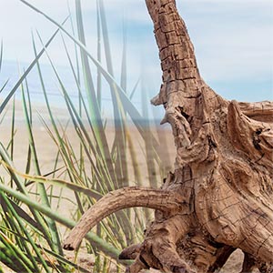 dune grass & beachwood