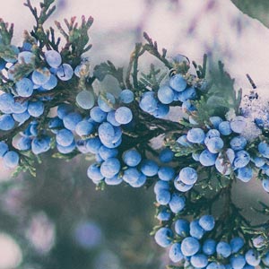 Juniper berries on a snowy tree