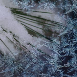 Frosty snow covered evergreens