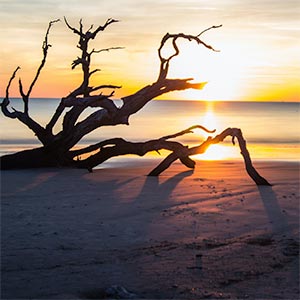 Twisted branches in front of an ocean sunset