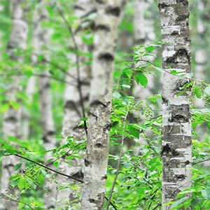 Grove of white birch trees