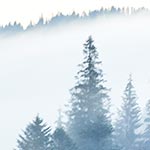 Evergreen trees on a misty mountain