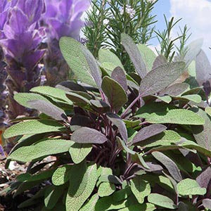 Lavender and sage plants