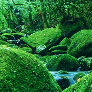 Moss-covered stones in a forest