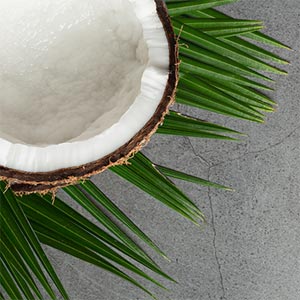 Open coconut on palm fronds